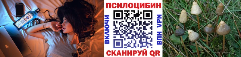Галлюциногенные грибы Psilocybe  Мещовск 
